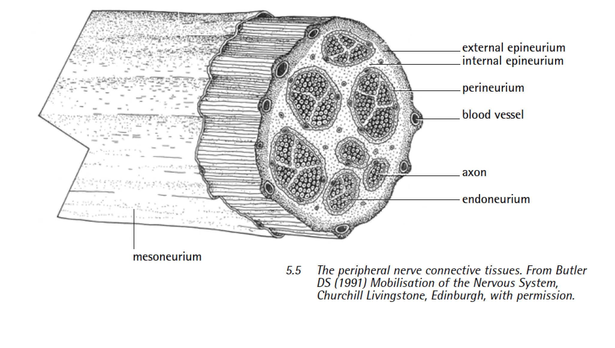 Mesoneurium