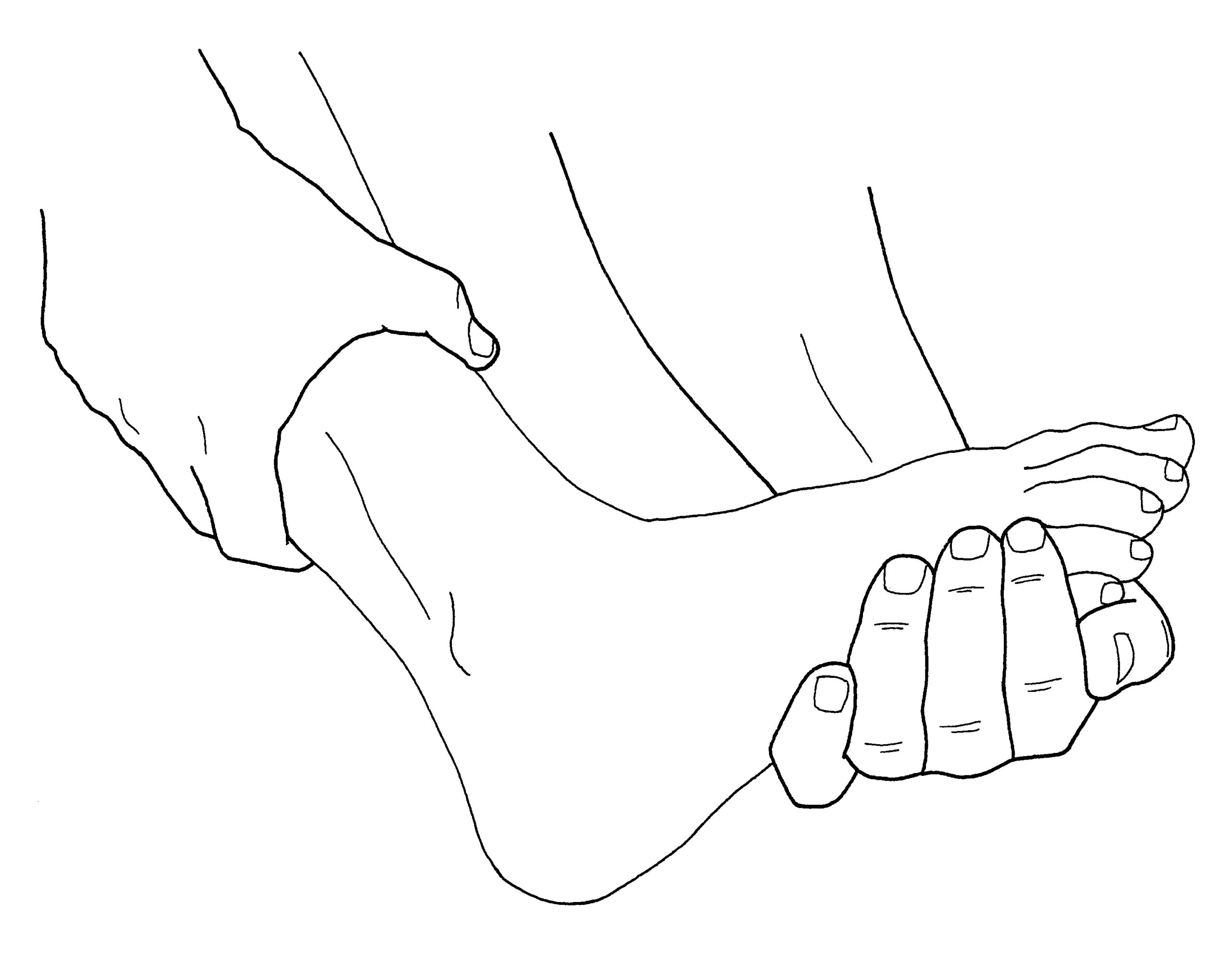 The sural nerve - the appendix of the nervous system? - Noigroup