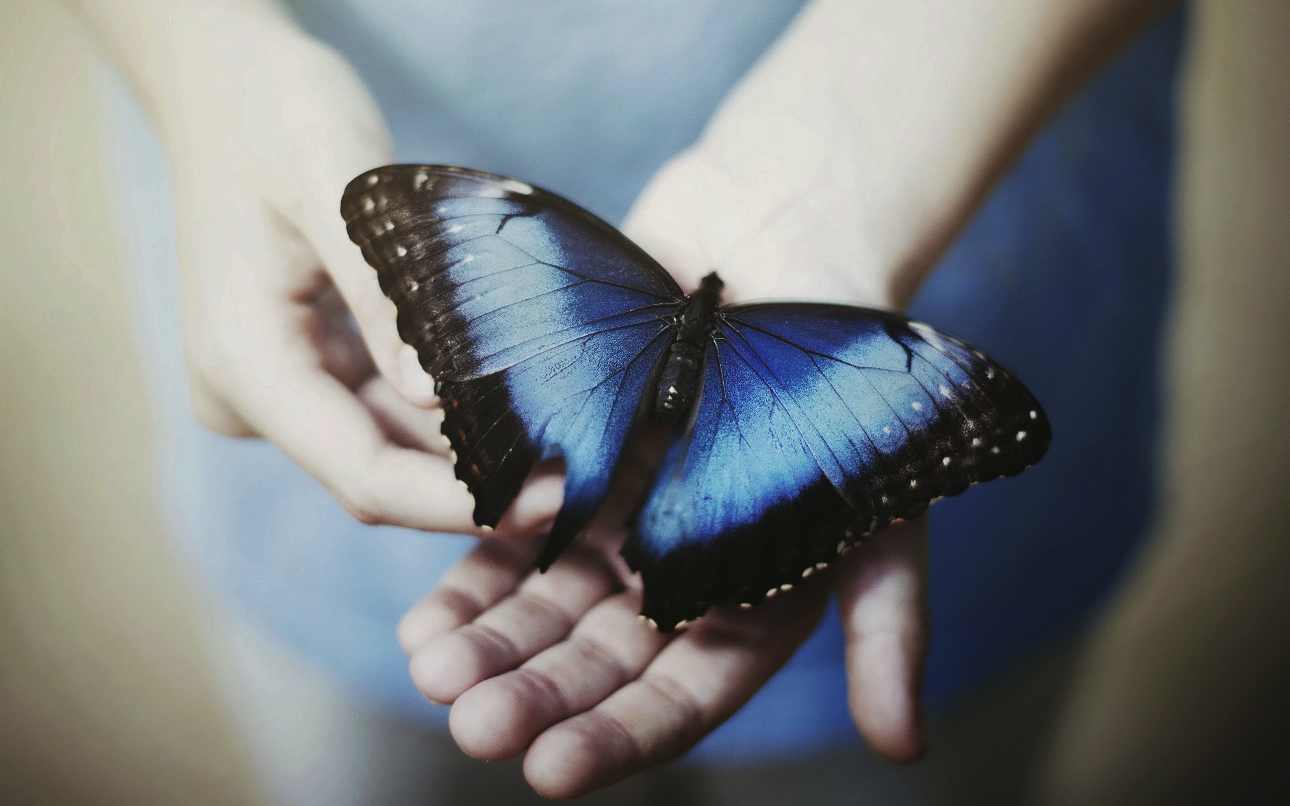 Хотела стать бабочкой. На руку бабочка. Бабочка на ладони. Голубая бабочка. Синяя бабочка на руке.